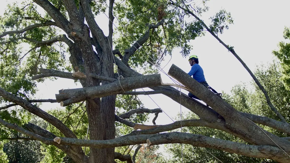 Professional Crown Thinning performed by certified arborists in Swansboro